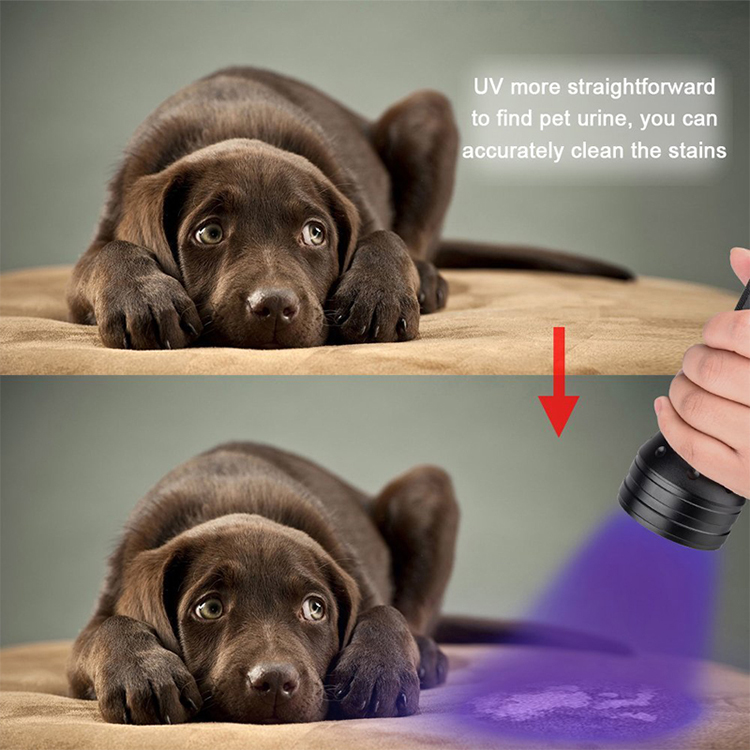 Dog Urine Pet Stains Bed Bug Detector Blacklight 3 AA Dry Battery Power  UV Flashlight TorchLight 51 led ultraviolet blacklight